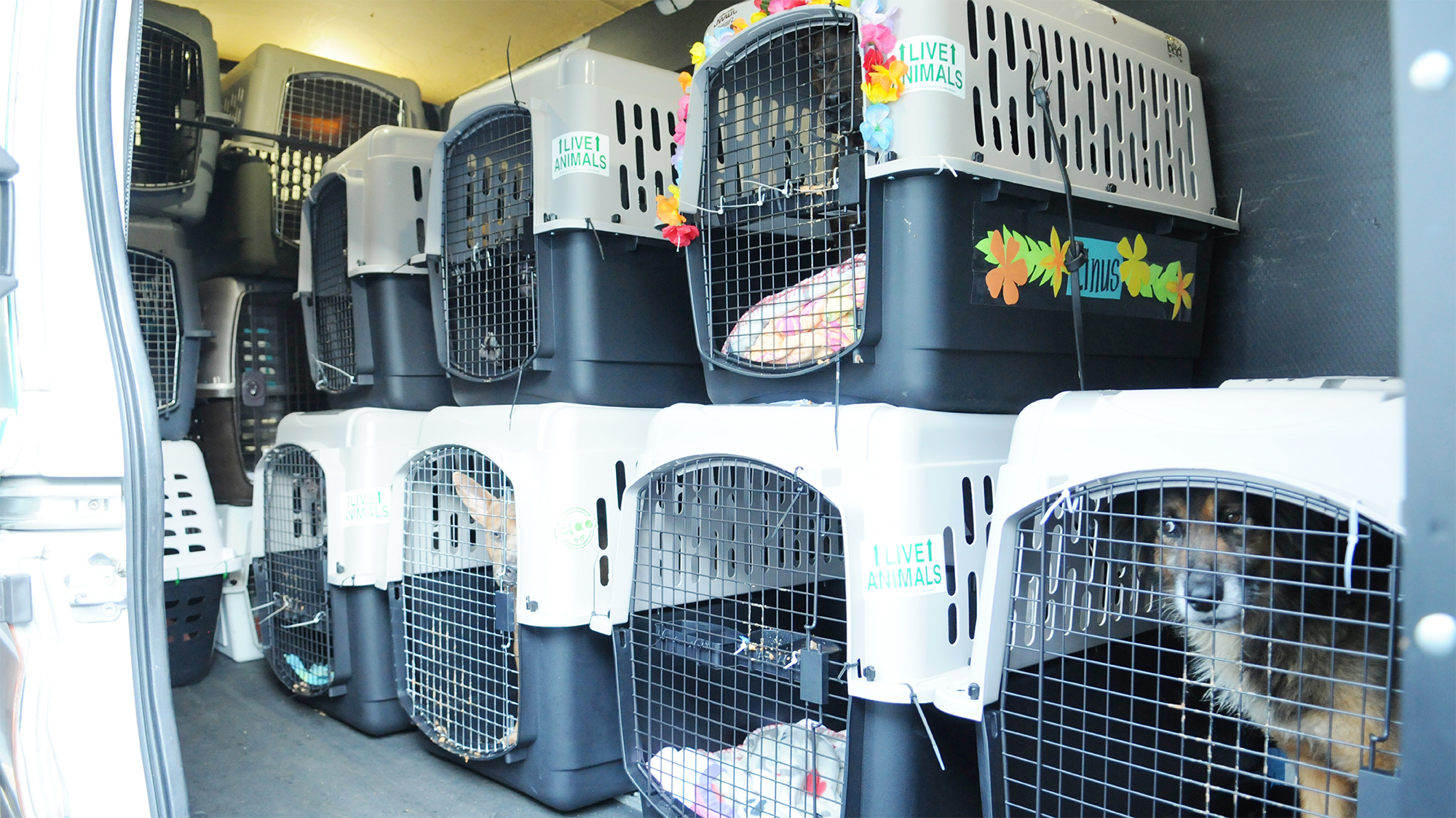 You are currently viewing Pet Travel Requirements for Kenya