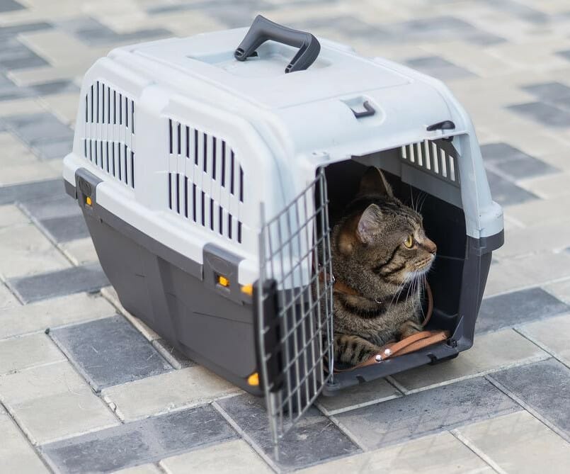 Read more about the article How to Prepare Your Dog or Cat for Long-Distance Travel