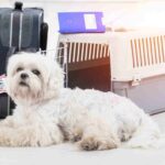 How to Transport Your Pet Internationally From Kenya