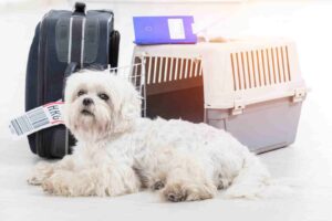 Read more about the article How to Transport Your Pet Internationally From Kenya