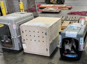 Read more about the article How Much Does Pet Transport Cost in Kenya? Full Pricing Breakdown