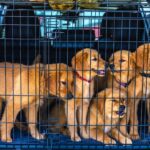 Road vs Air Pet Transport in Kenya: Which Is Better for Your Pet?