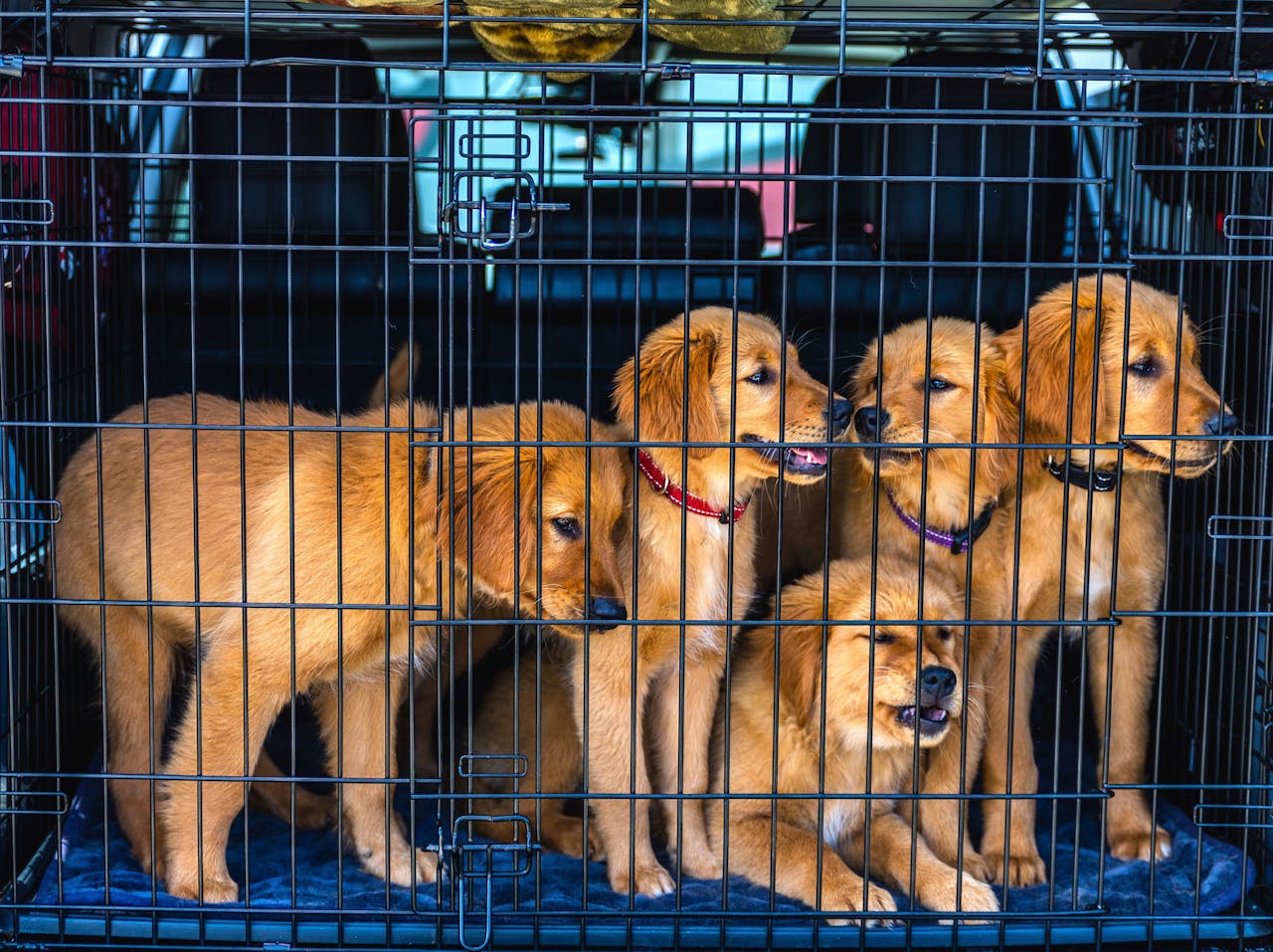 You are currently viewing Road vs Air Pet Transport in Kenya: Which Is Better for Your Pet?